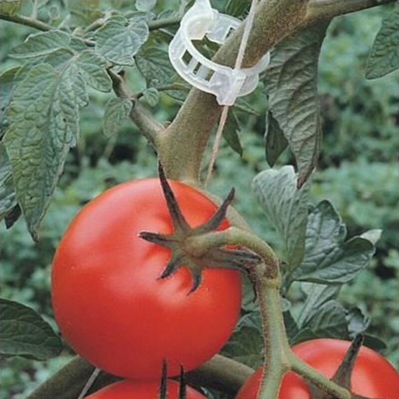 Attache tomate